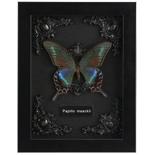 Real Framed Butterfly Taxidermy - Shadow Box, Real Framed Butterfly in a Box for Gothic Home Decor Aesthetic (B_Alpine Black Swallowtail Black Background #1)