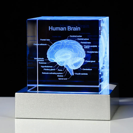 Movdyka 3D Human Brain Anatomy Model Doctor Psychology Graduation Gifts for Him Her, 3D Laser Etched Crystal Cube Brain Figure Paperweight Science Biology Gift with Colorful LED Base