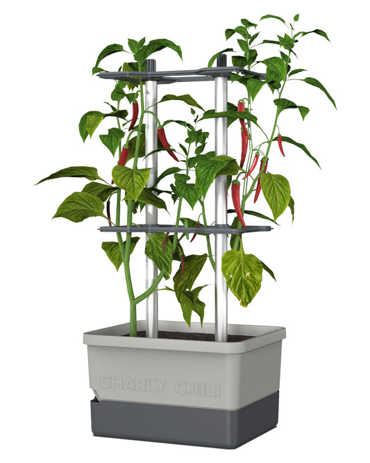 BUZZY Seeds Charly Chili Self-Watering Planter with Vertical Trellis – 1.2 Gal Reservoir, Large Capacity Planter for Chili Peppers, Bell Peppers & Eggplants (Grey)