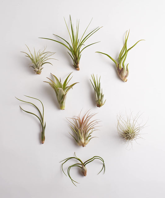 Shop Succulents | Assorted Collection | Variety of Species, Tropical House Plant for Home Décor, DIY Terrariums, 10-Pack