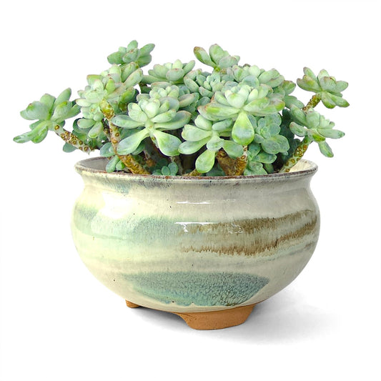 Summer Impressions 8 Inch Succulent Pot with Drainage and Saucer Glazed Terracotta Round Ceramic Succulent Planter Cactus Bonsai Plant Pot (Gream)
