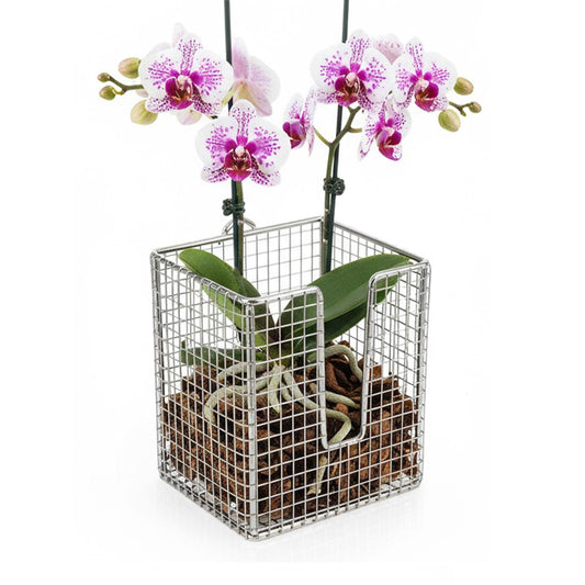 Dranvosk 304 Stainless Steel Staghorn Fern Wall Planter Basket ,Vertical Hanging Holder for Orchids Indoor Outdoor, Rustproof Metal Planter for Plants, Wall Mount Frame Kit
