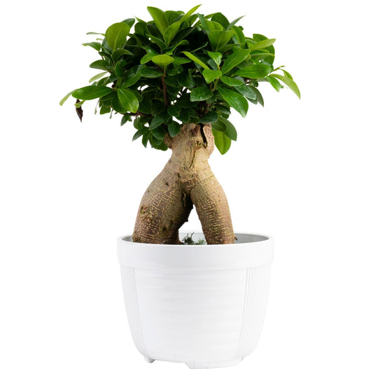 Costa Farms Bonsai Miniature Tree Live Plant in Decorative Pot, Easy Indoor Houseplant, Assorted Variety, Zen Home, Room, or Office Decor, House Warming or Birthday Gift, 12-15 Inches Tall