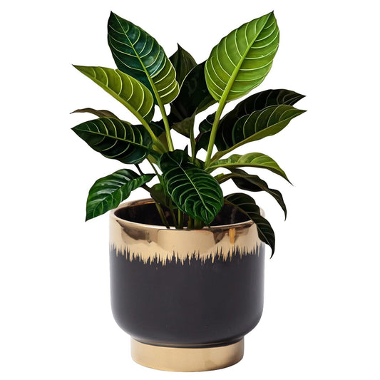 LB Black Gold Ceramic Planters for Indoor Plants, Succulent Plant Pots Ceramic Plant Pot, Modern Flower Pots for Living Room Office Home Decor, Round Flower Pot of 4.3 Inch(Plant Not Included)