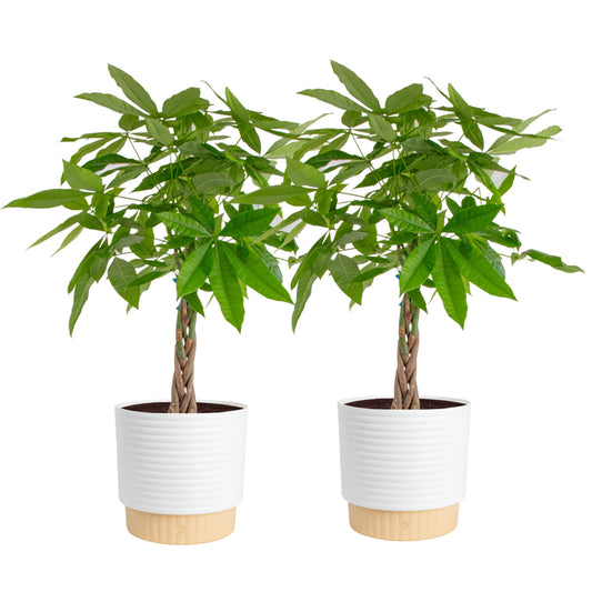 Costa Farms Live Money Tree Plants (2-Pack), Large Indoor Plant 3-4 Feet Tall with Braided Trunk, Easy Care Floor Houseplants in 10-Inch Decor Pots, Pet Friendly Housewarming Gift & Office Decor