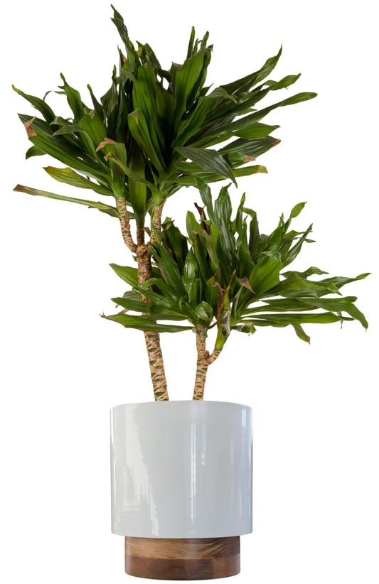 Modern Metal Planter Pot with Wooden Stand – Decorative Indoor Plant Container for Home, Office or Apartment décor – Durable Glossy White Finish with Polished Natural Wood Base – Floor & Table Ready