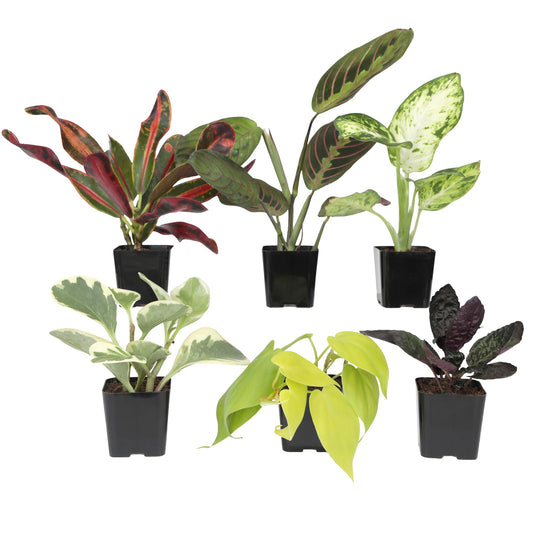 Easy to Grow Houseplants (6PK), Live House Plants in Plant Containers, Growers Choice Plant Set in Planters with Potting Soil Mix, Home Decor Planting Kit or Outdoor Garden Gifts by Plants for Pets