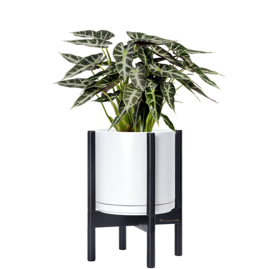 D'vine Dev Ceramic Planter with Ebony Stand - 10 Inch Modern Round Flower Pot with Wood Planter Holder, White, 55-B-L-1