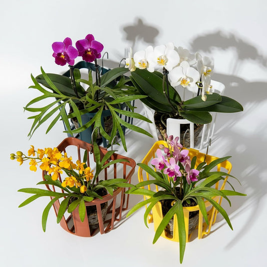 Dranvosk Staghorn Fern Mount Wall Planter Basket Vertical Orchid Hanging Planter for Indoor Outdoor Wall Plant Holder,4PCS