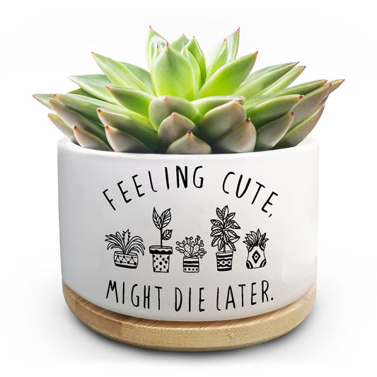 Jutasty Funny Succulent Plant Pot, Small Flower Planter for Indoor Plants, Cute Ceramic Cactus Planter Pots with Drainage, Windowsill Desk Decor Unique Planter Gift, Feeling Cute (No Plants)