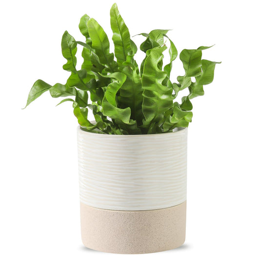 Nihow Self Watering Plant Pot: 4.5 Inch Ceramic Planter with Drainage Hole & Water Storage Plus for Indoor & Outdoor Plants - Cylinder Flower Pot for Herbs/Violets - White & Brown