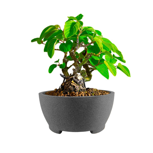 TINYVISTA 7” Gray Unglazed Bonsai Pot with Drainage Holes - Ceramic Clay Planter for Ficus Trees, Succulents & Indoor Plants, 3.3" High Round