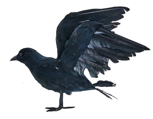 Worth Imports 10" Feathered Crow
