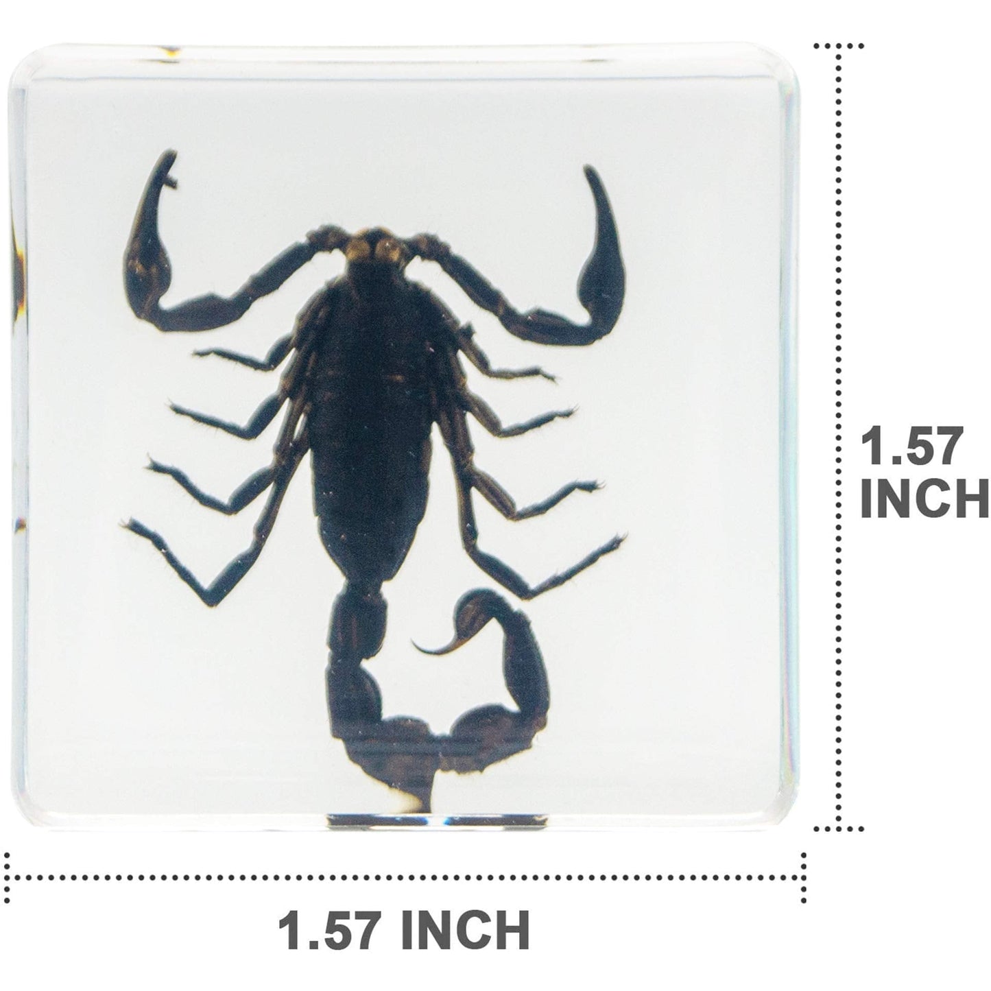 Insect Specimen Set, Bugs Collection Scientific Education Gift for Kids Aged 3-8-12 (Spider, Scorpion, Cricket, Chafers, Stink Bug, Spotted Lanternfly Resin Collection)