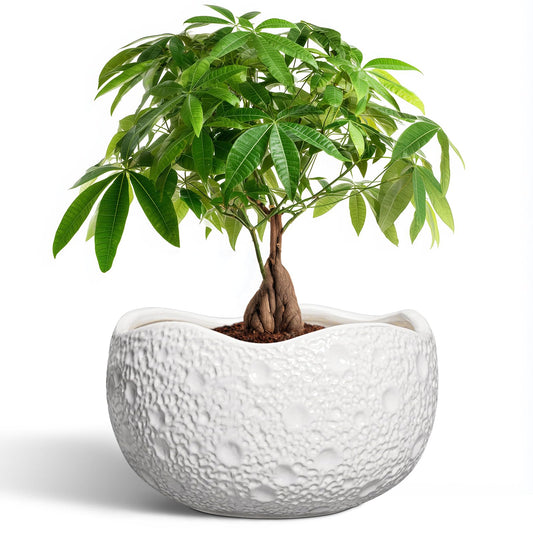 Thirtypot 10 Inch Plant Pot - Ceramic Planter for Indoor Outdoor, Round Bonsai Pots, Decorative Flower Pots with Drainage Hole, Modern Unique Planters, House Decor, Home Gifts, White