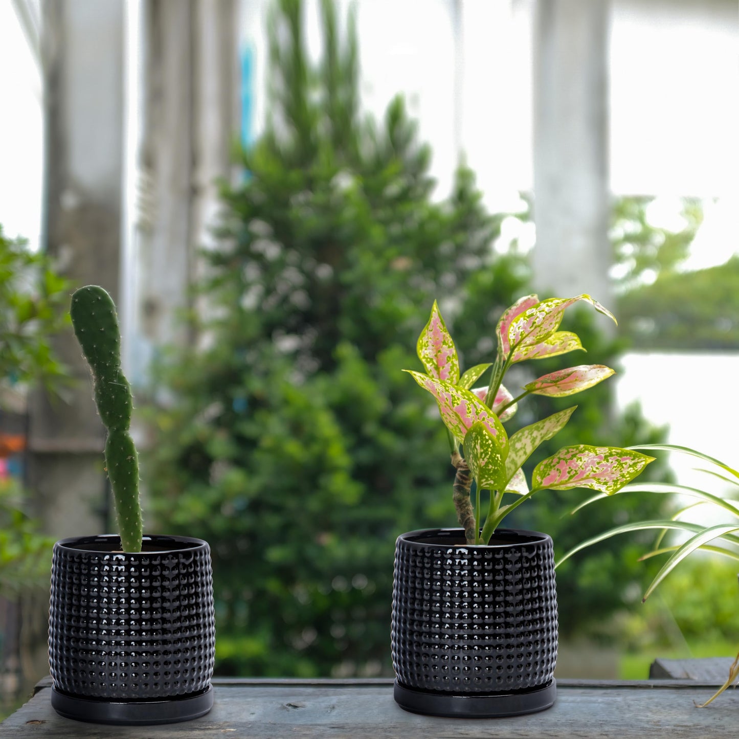 D'vine Dev Set of 2 Ceramic Plants Pots, 4 Inch Beaded Stoneware Flower Pot for Plants with Drainage Hole and Saucer, Glossy Black, 27-E-Z-2