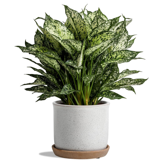 Chubacoo 5.8 Inch Plant Pot: Ceramic Planter with Drainage Hole & Saucer for Indoor Outdoor Plants - Flowerpot with Bonded Tray for Home Office - Retro Style, Grey