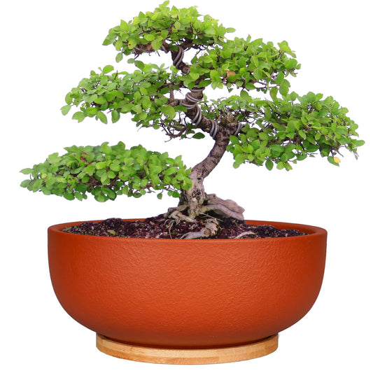 SQOWL 10 Inch Large Terracotta Planter Pot,Clay Succulent Bonsai Planter with Drainage Hole and Bamboo Saucer for Indoor Plants