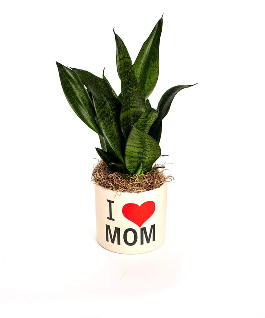 Shop Succulents | "I Love Mom" Sansevieria Snake Plant, Naturally Air Purifying House Plant in Ceramic Pot, Easy Care, Live Indoor House Plant