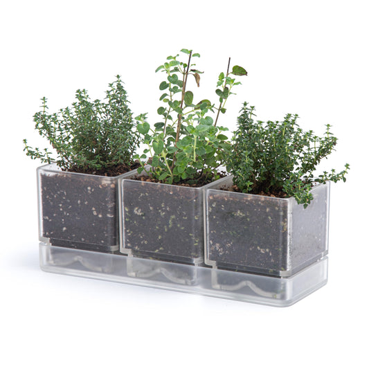 D'vine Dev Herb Garden Planter Set, Acrylic Plant Pots with Drainage and Saucer, Indoor Succulent Cactus Vegetable Pot for Windowsill, Garden Balcony, Clear, Set of 1, 76-V-D-1