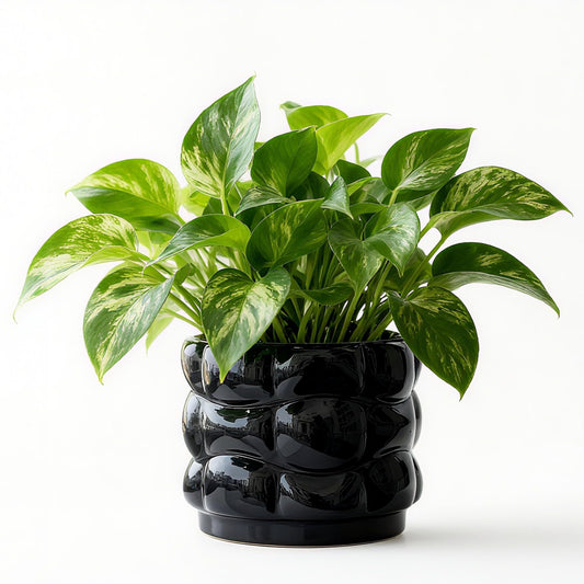 FUYHE 5.8 inch Ceramic Plant Pots with Drainage Hole,Modern Flower Pots for Indoor Plants,Black Ceramic Pots for Succulents, Home & Office Décor (Black)