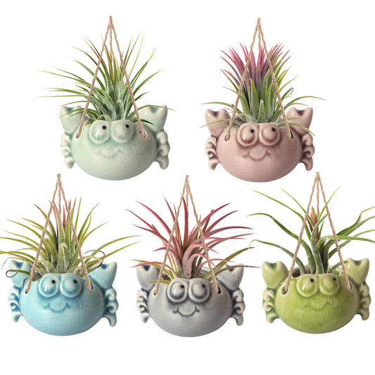Gniliny Ceramic Crab Air Plant Holder - Cute Succulent Tillandsia Stand, Mini Desktop Airplant Display Decoration for Home Office Windowsill, Small Plant Pot for Indoor Plants