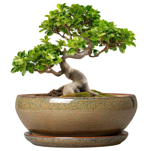 SQOWL Bonsai Planter - 10 Inch Ceramic Succulent Pots, Shallow Plant Pot Indoor with Drainage Hole and Saucer, Ceramic Bonsai Pots, Round Planter Bowl Outdoor, House Decor, Plant Lover Gifts, Brown