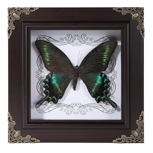 Real Butterfly Framed Home Decor,Taxidermy Shadow Box for Goth Dark Academia Wall Art Decor,Gothic Furniture Gifts for Victorian Whimsigoth Fantasy Moody Witchy Room Bedroom Decor