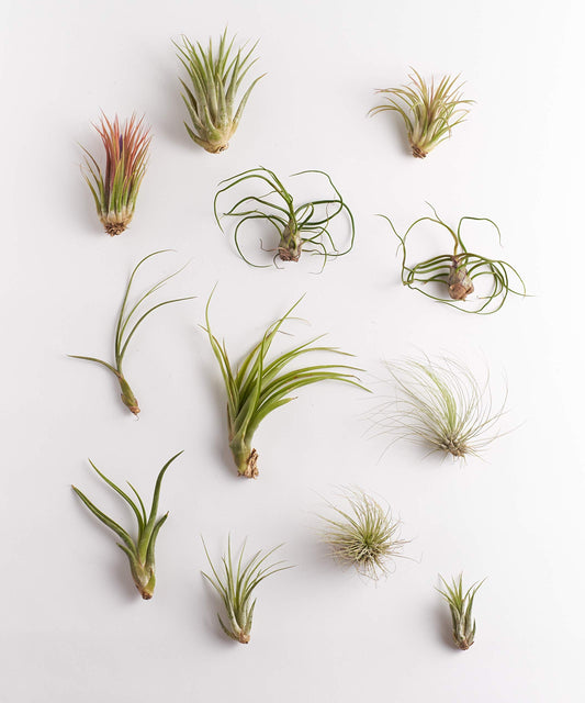 Shop Succulents | Assorted Collection | Variety of Species, Tropical House Plant for Home Décor, DIY Terrariums, 16-Pack