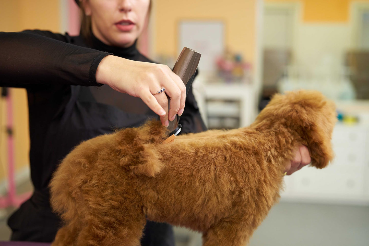 Wahl Professional Animal Bravura Pet, Dog, Cat, and Horse Corded/Cordless Clipper Kit, Gunmetal (#41870-0425)