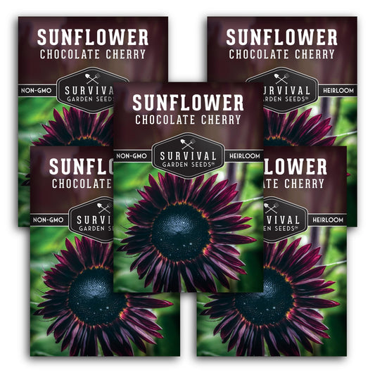 Chocolate Cherry Sunflower Seeds for Planting | Rare Burgundy Black Blooms, 6-7ft Giant Non-GMO Heirloom Flower - Survival Garden Seeds (5 Packs)