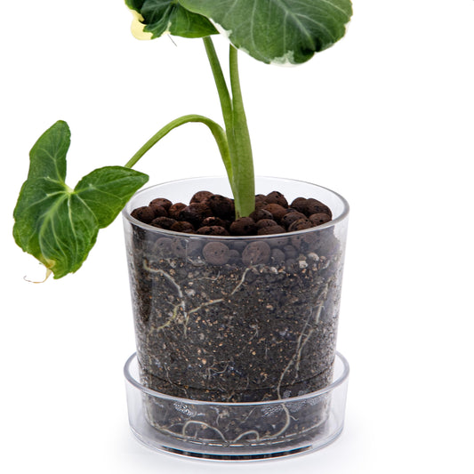 Phoenix Vine 4.5 Inch Clear Acrylic Planter Pot with Tray, Orchid Pot with Drainage Holes, Deep Saucer for Bottom Watering, Transparent Containers for Indoor Plants, Herbs, Set of 1, 91-A-E-1
