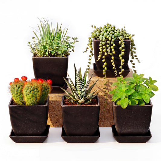 5 Pack 3.5 Inch Small Planter Pots with Drainage Holes and Saucers, Matte Square Indoor Plant Pots for Succulents and Herbs, Lightweight Modern Planters for Kitchen Herb Garden, Windowsill or Desk