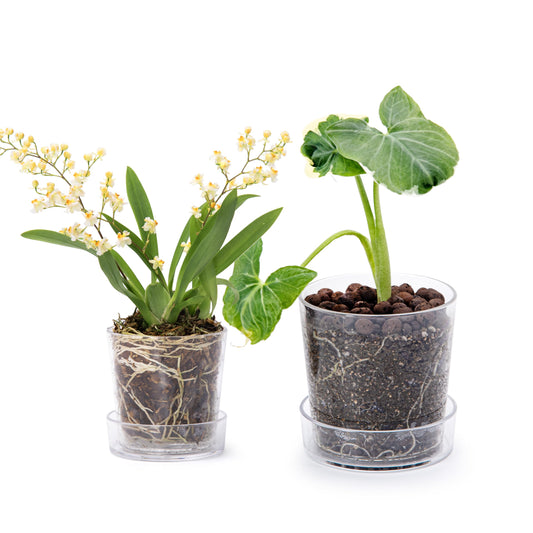 Phoenix Vine 3.5 Inch 4.5 Inch Clear Acrylic Houseplants Planter Pot with Tray, Orchid Pot with Drainage Holes, Deep Saucer for Bottom Watering, Transparent Containers for Indoor Plants, Herbs, 91-B-V